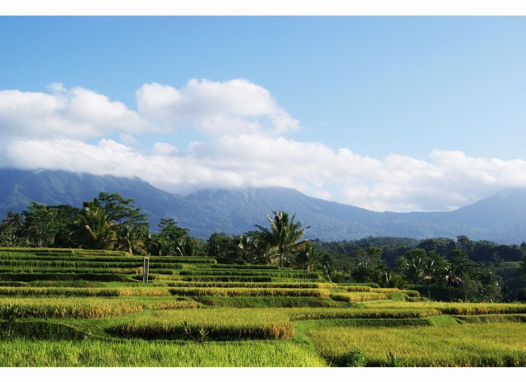 Ti Amo Bali Hotel Jatiluwih Bilik gambar